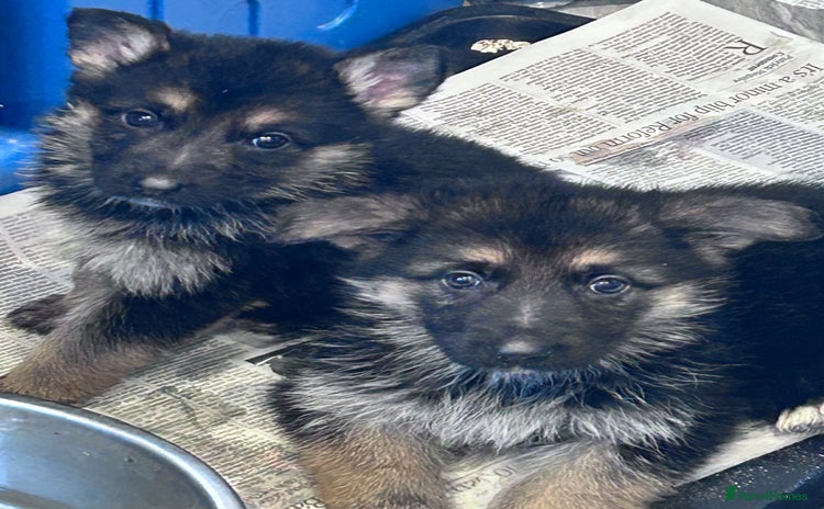 German Shepherd dogs - Advert 7