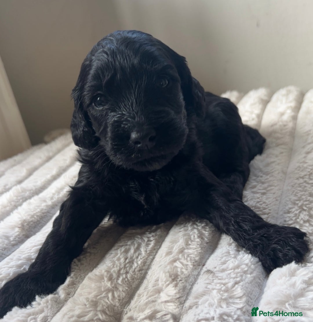 Cockapoo dogs for sale: 🌈 Outstanding rainbow Cockapoo Puppies 🐶 - Image 8