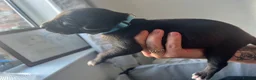 Whippet dogs for sale: KC registered whippet puppies  - Advert 9