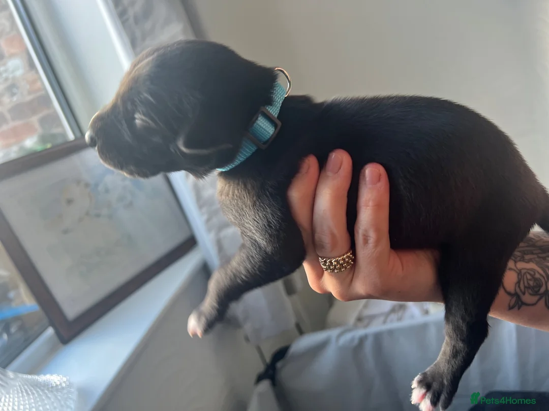 Whippet dogs for sale: KC registered whippet puppies  - Advert 9