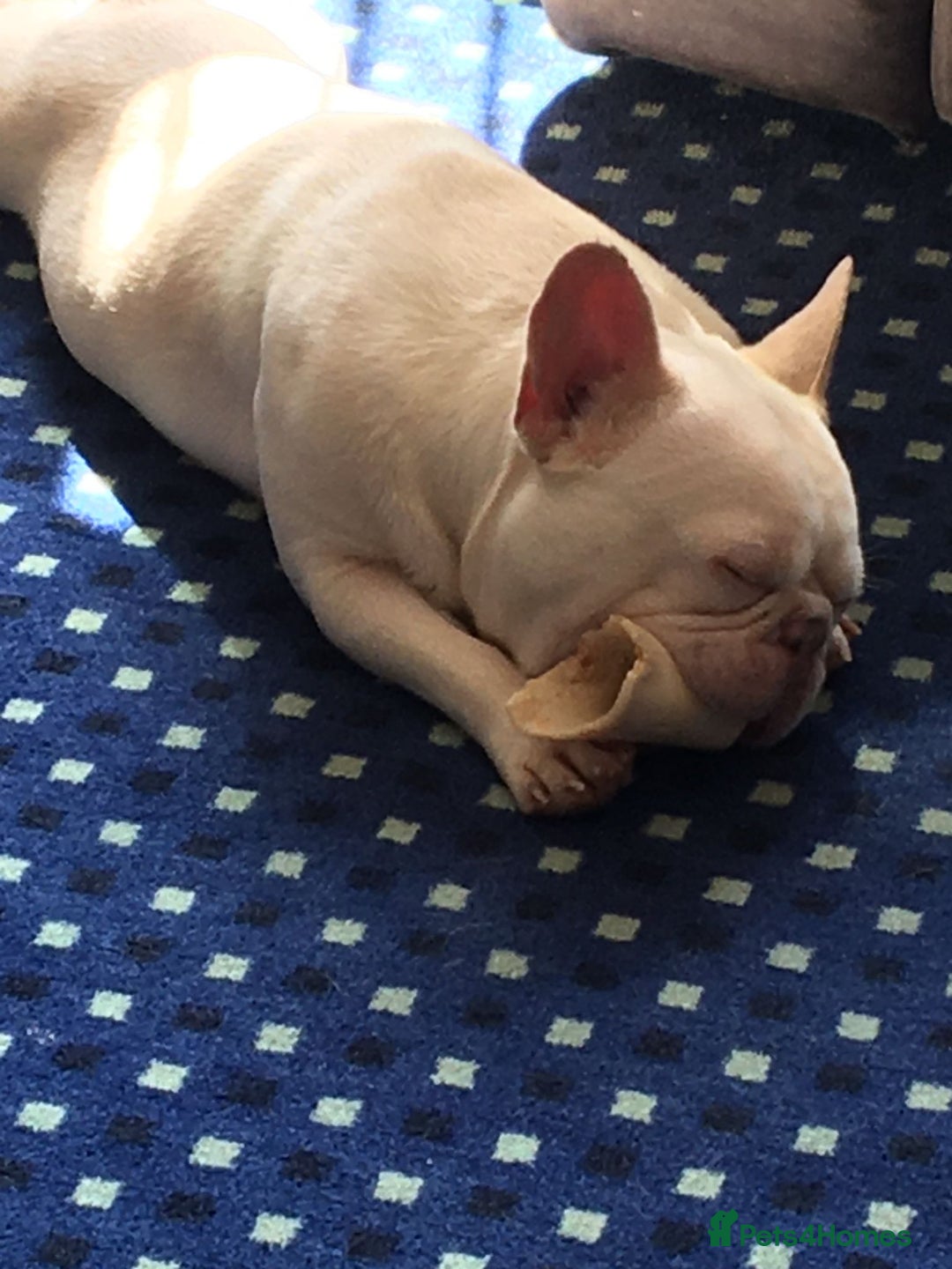 French Bulldog dogs for adoption: 💙🐶 FRANK 🐶💙 - Image 5