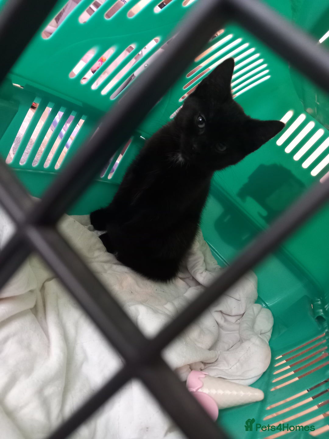 Mixed Breed cats for sale: 13 week old kitten - Image 1