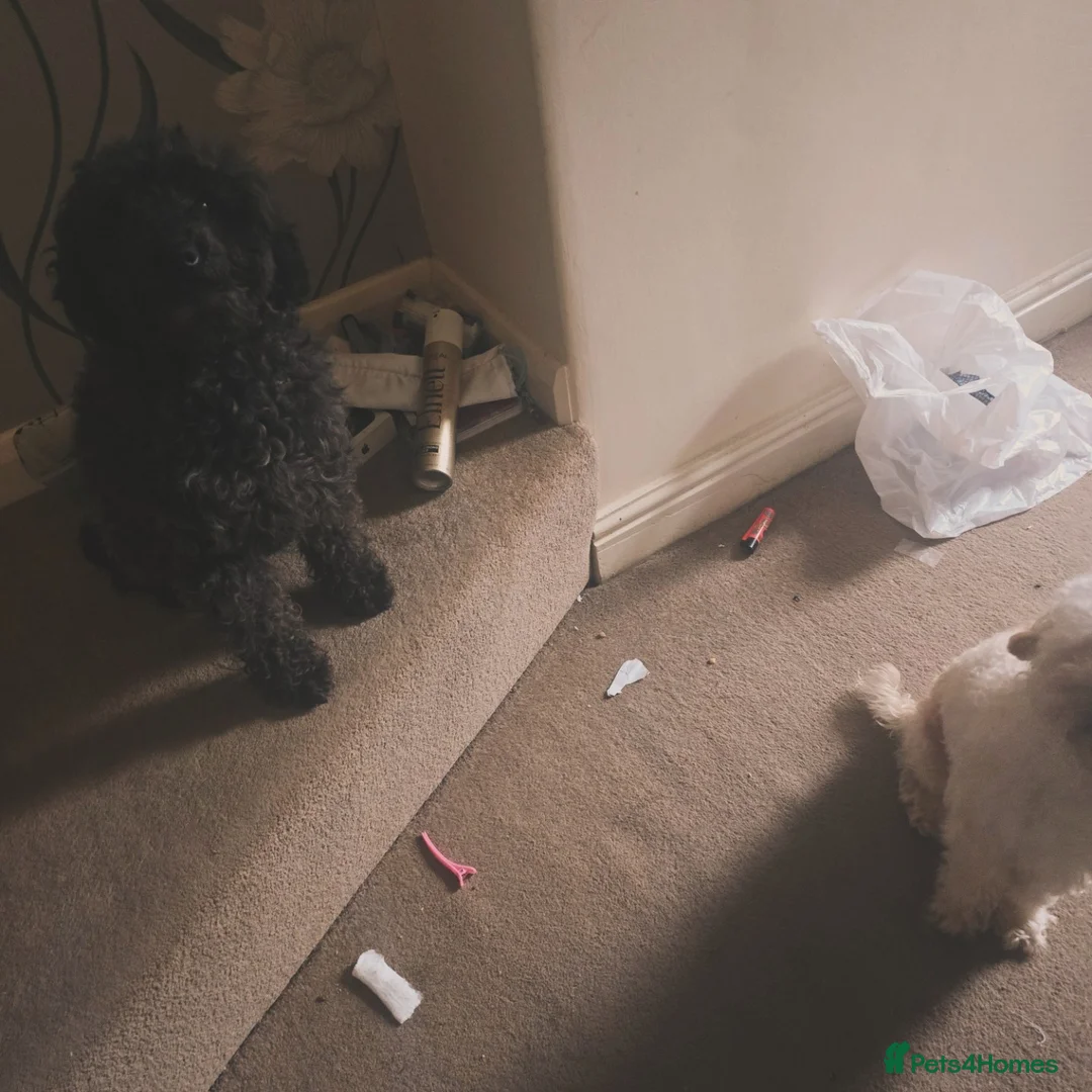 Toy Poodle dogs for sale: Female toy poodle for sale  - Advert 8