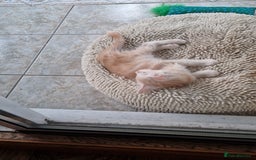 Maine Coon cats for sale: Stunning Maine Coon kittens - Image 9