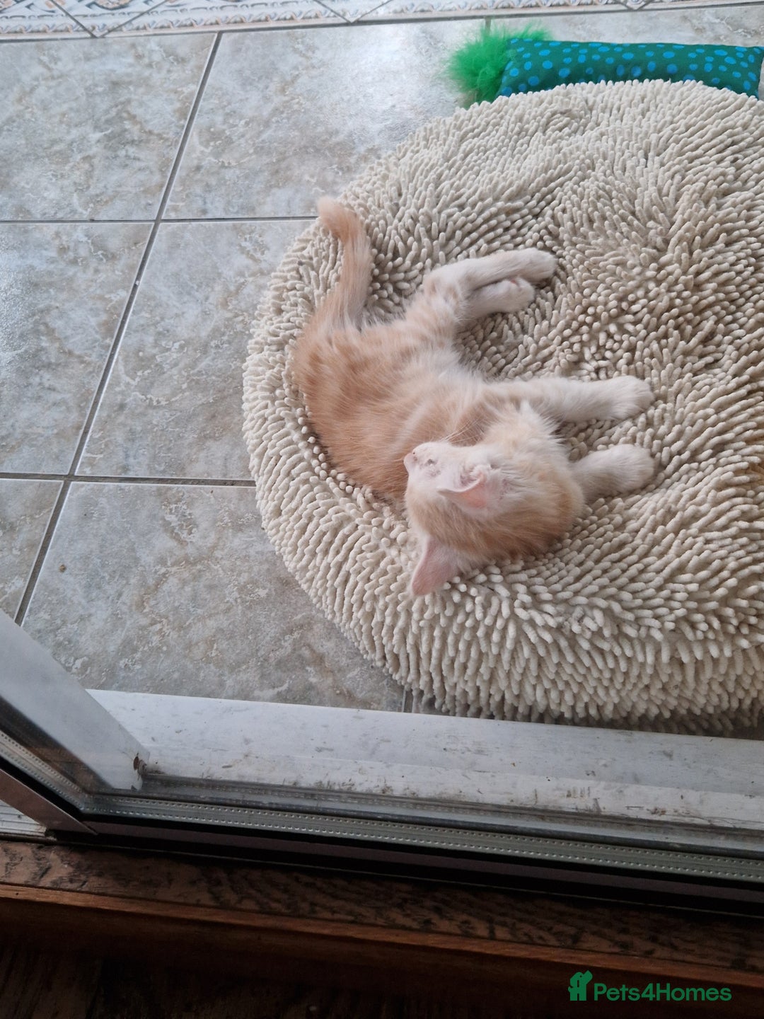 Maine Coon cats for sale: Stunning Maine Coon kittens - Image 9