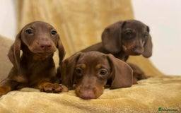 Miniature Dachshund dogs for sale: Miniature Dachshund puppies - Image 4
