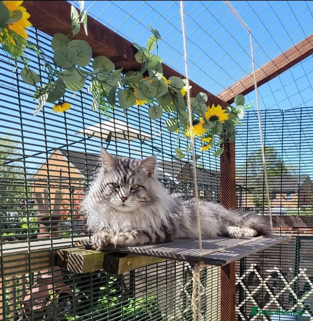 Maine Coon cats for sale: Beautiful big boy available  - Advert 3