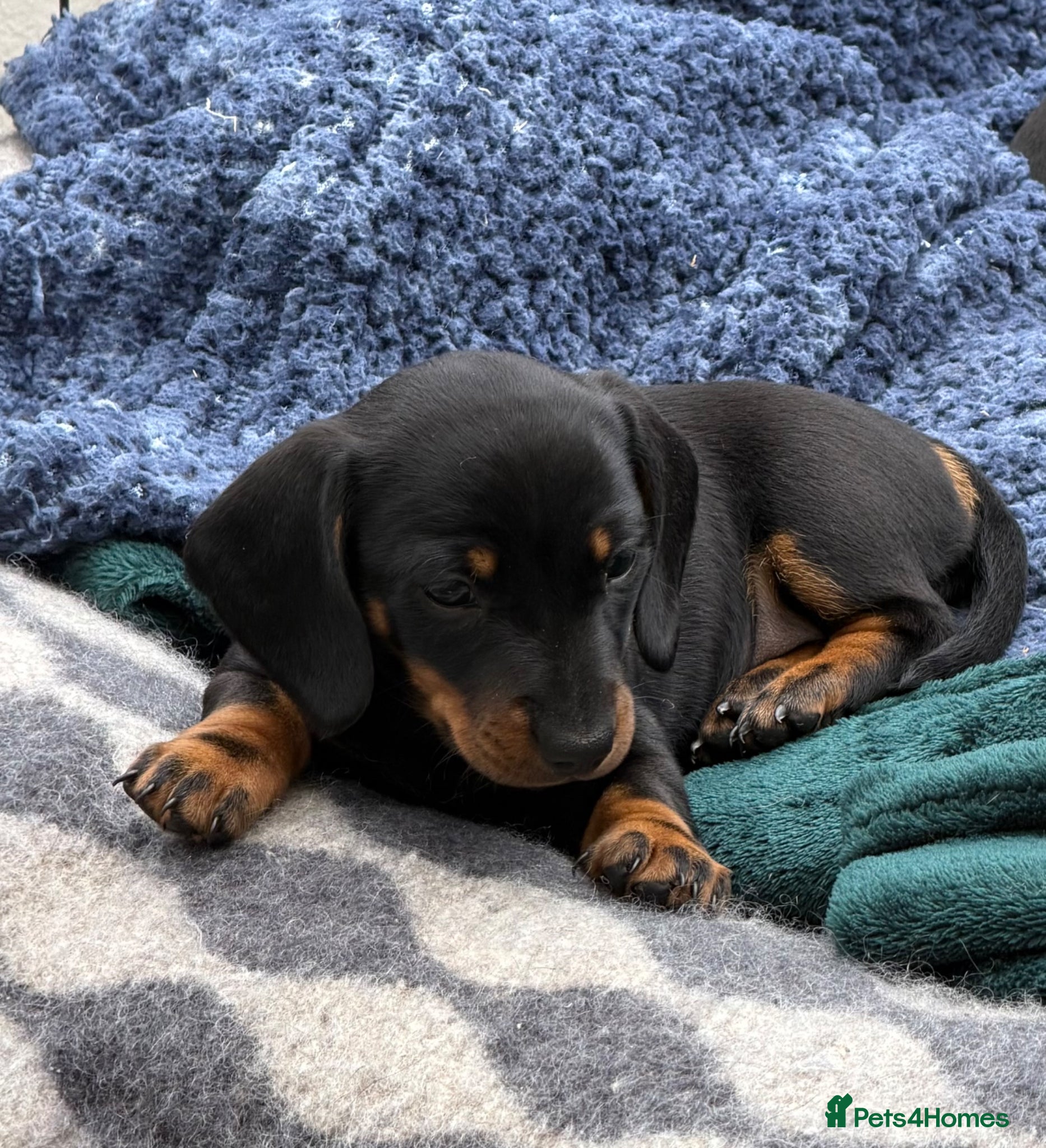 Miniature Dachshund dogs Meet Our Little Sausage Squad 🌭 - Advert 2