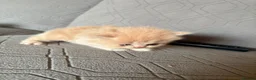 Persian cats for sale: Gorgeous persian kittens - Advert 12
