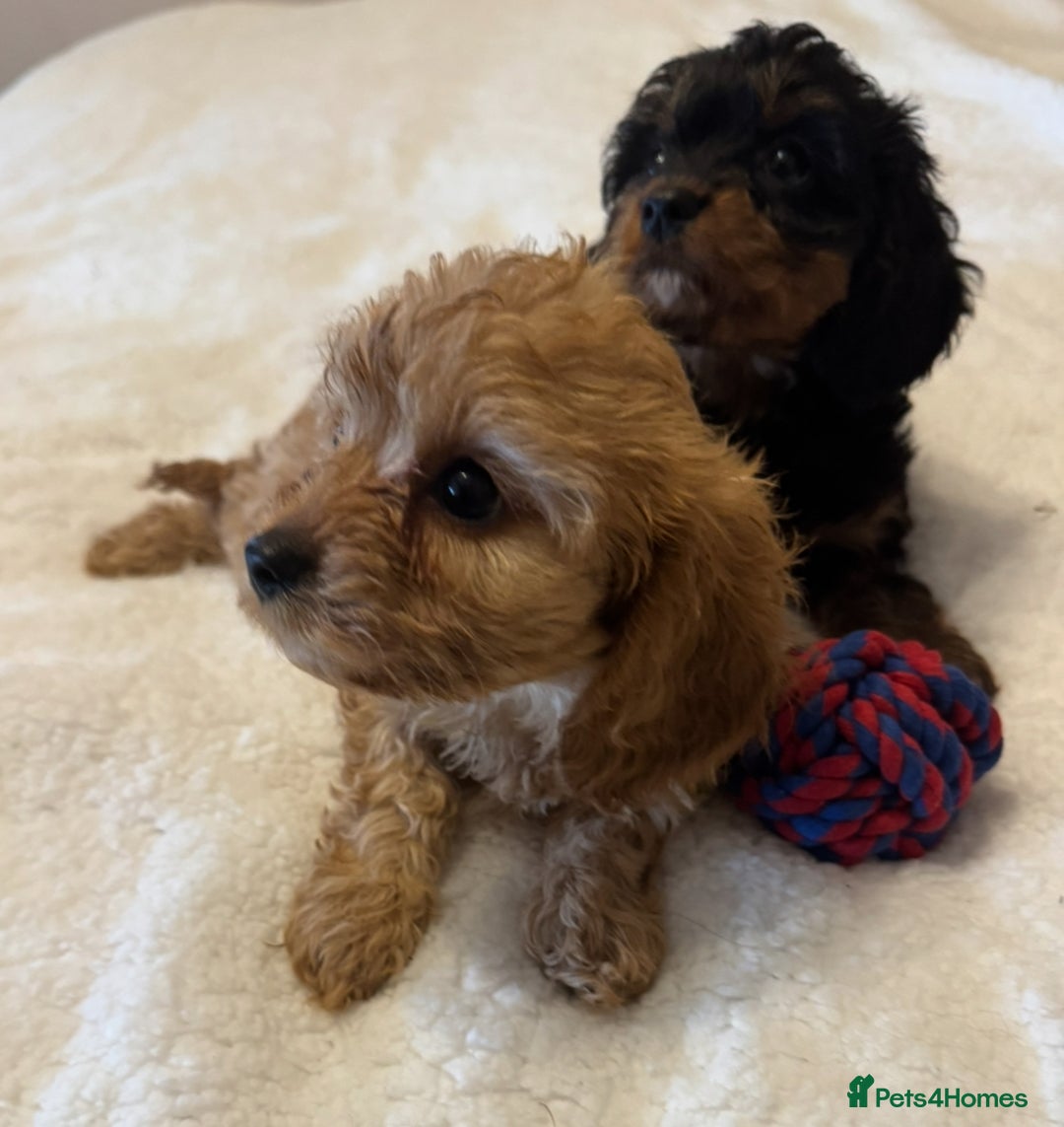 Cavapoo dogs for sale: Health-checked calm loving pups - Image 7