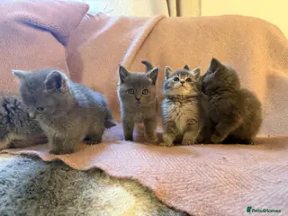 Scottish Fold cats 8 Beautiful blue Scottish folds - Advert 8