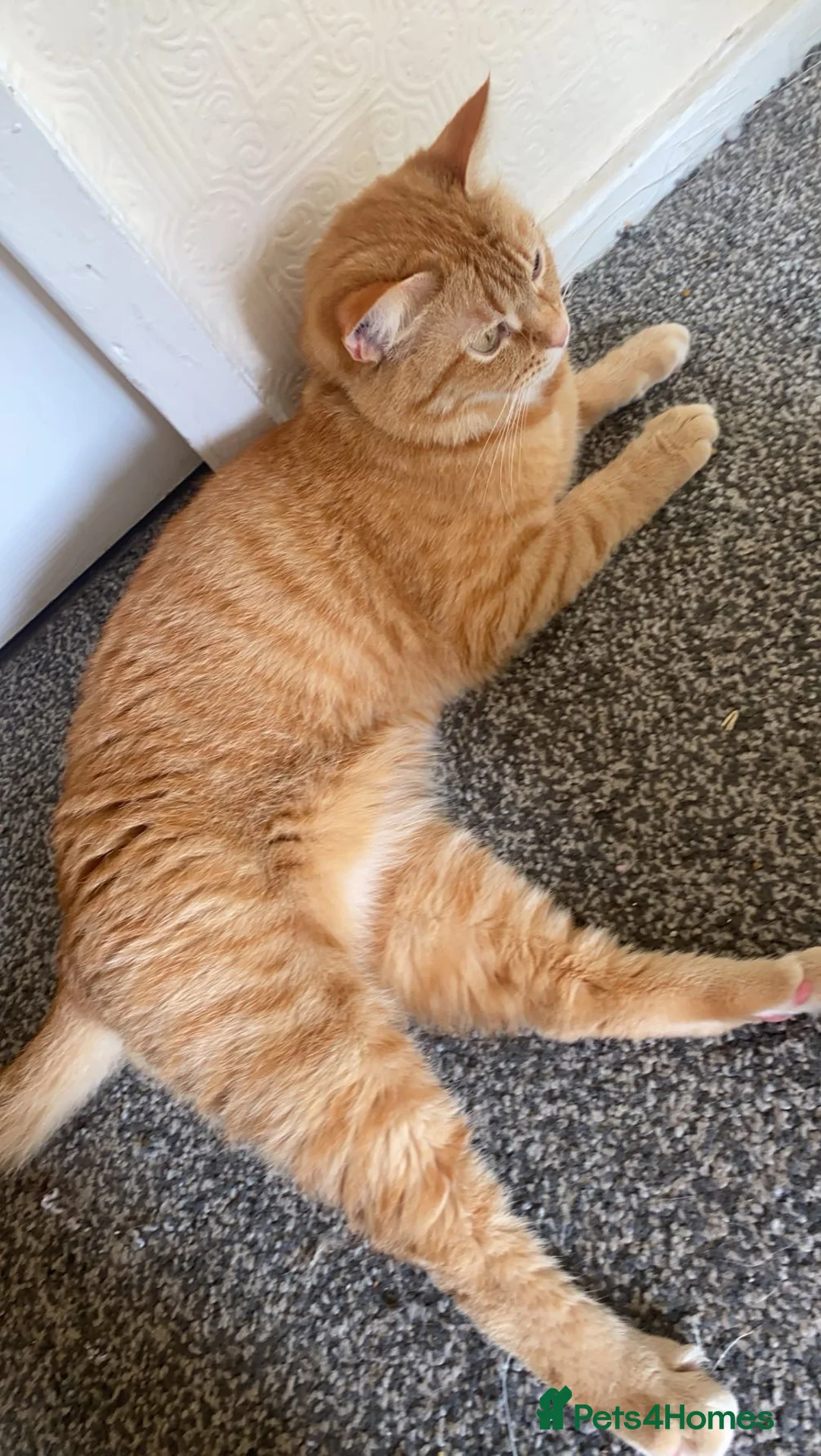 Mixed Breed cats for sale: Nahla - Advert 1