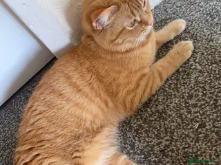 Mixed Breed cats Nahla - Advert 2