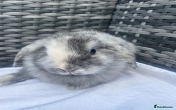Mini Lop rabbits for sale: Mini lop litter ready now  - Image 4