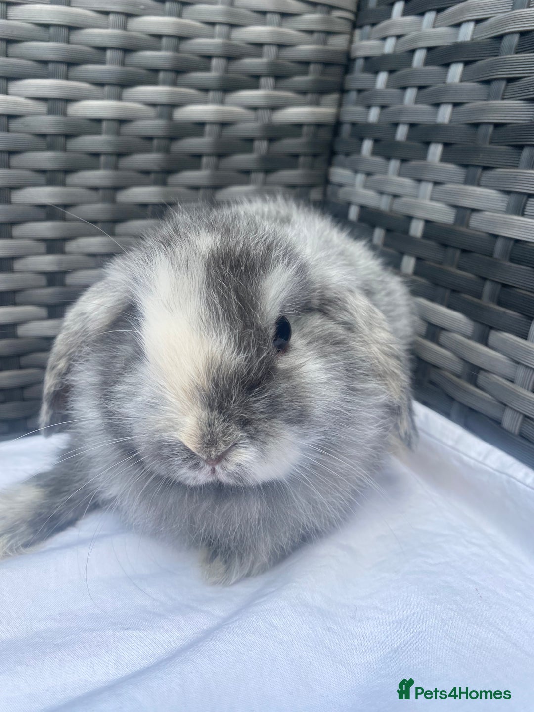 Mini Lop rabbits for sale: Mini lop litter ready now  - Image 4