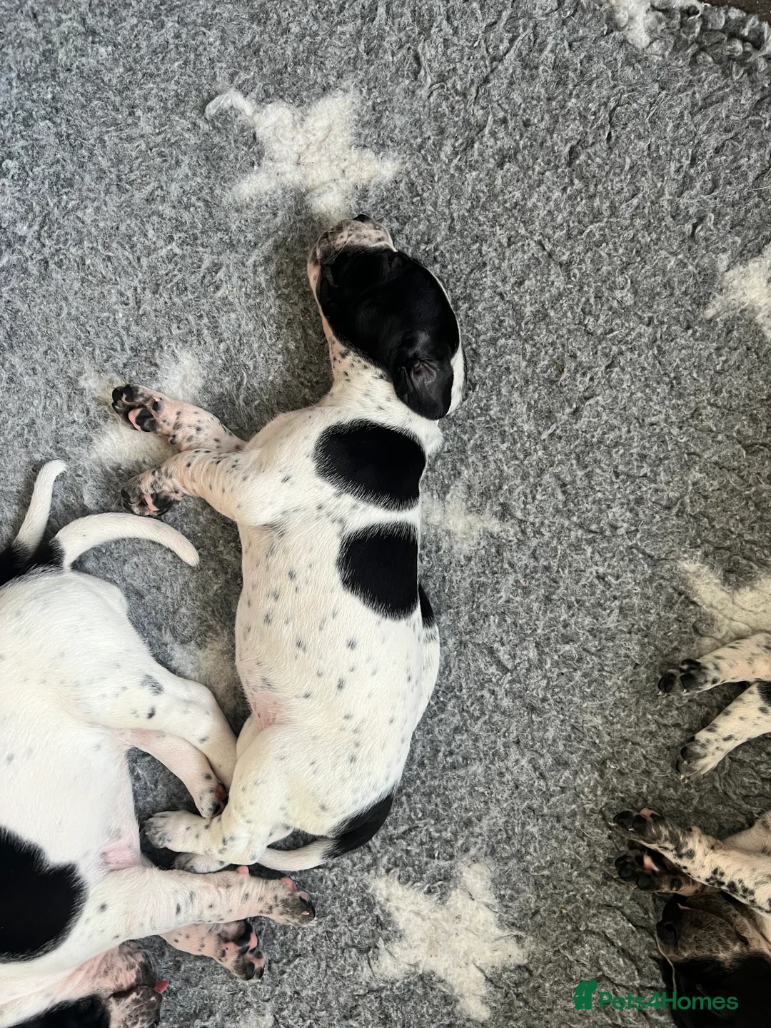 Pointer dogs for sale: Beautiful Pointer puppies  - Advert 3