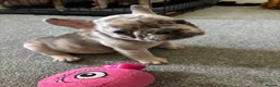 French Bulldog dogs for sale: REDUCED! READY NOW❤️french bulldog pups - Advert 9