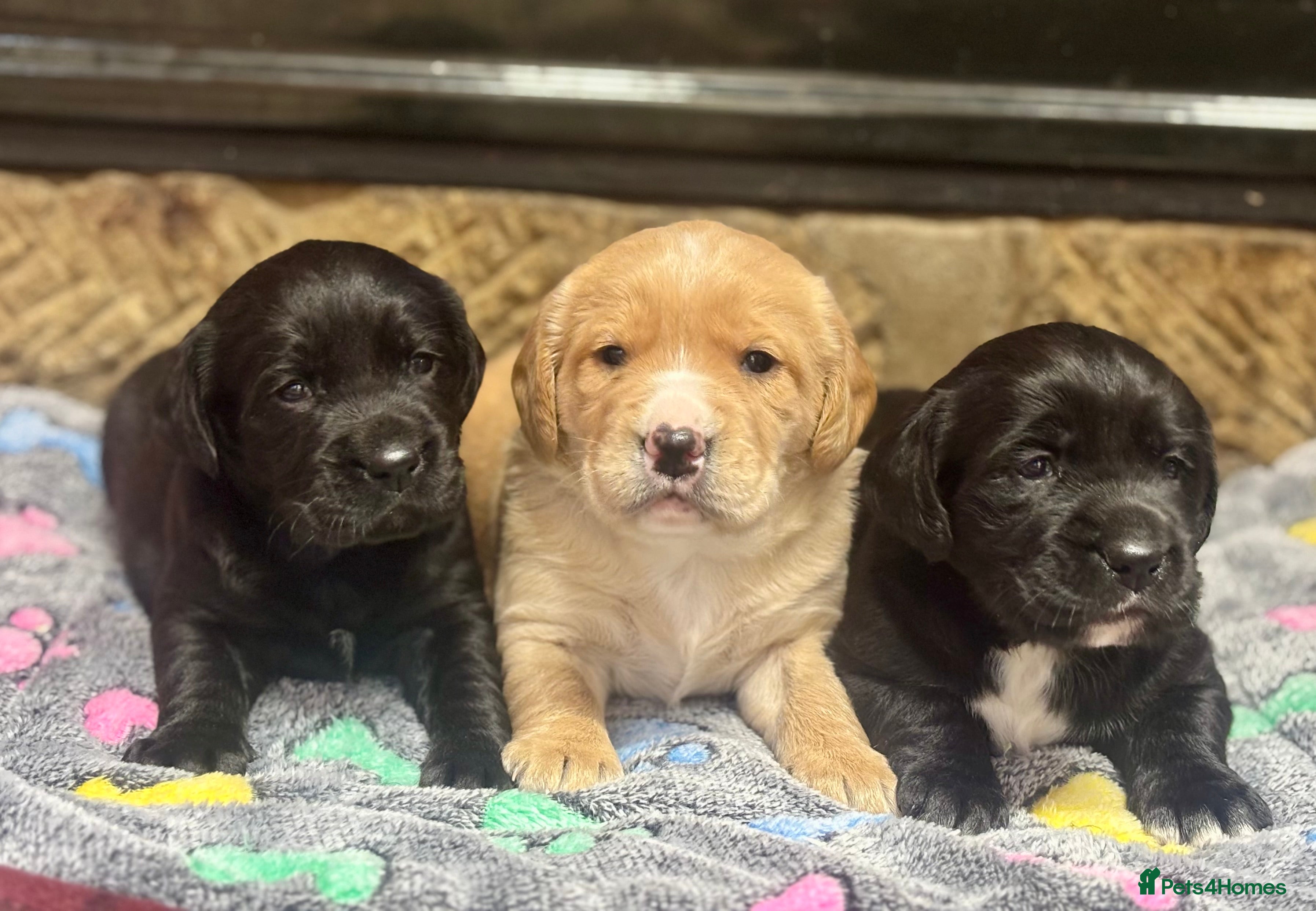 Cockerdor dogs Stunning Cockerdors - Advert 1