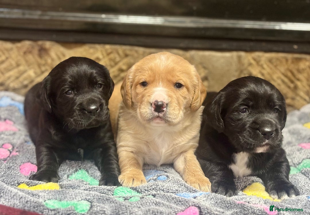 Cockerdor dogs for sale: Stunning Cockerdors - Advert 1