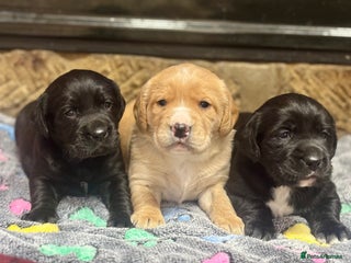 Cockerdor dogs Stunning Cockerdors - Advert 4