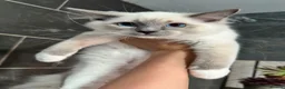 Ragdoll cats for sale: 1 MALE Blue mitted Ragdoll kitten £600 16 wks - Advert 2