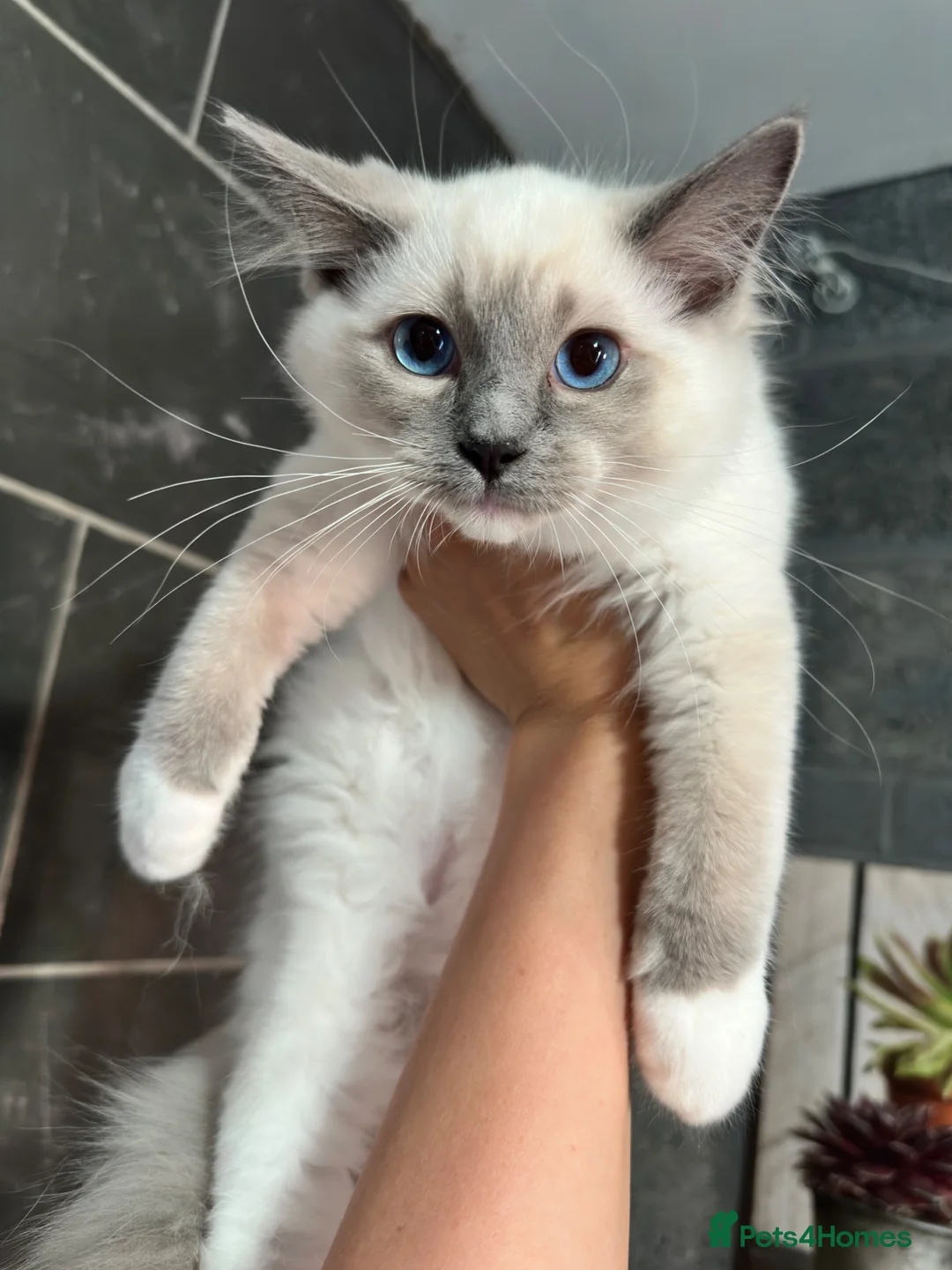 Ragdoll cats for sale: 1 MALE Blue mitted Ragdoll kitten £600 16 wks - Advert 2