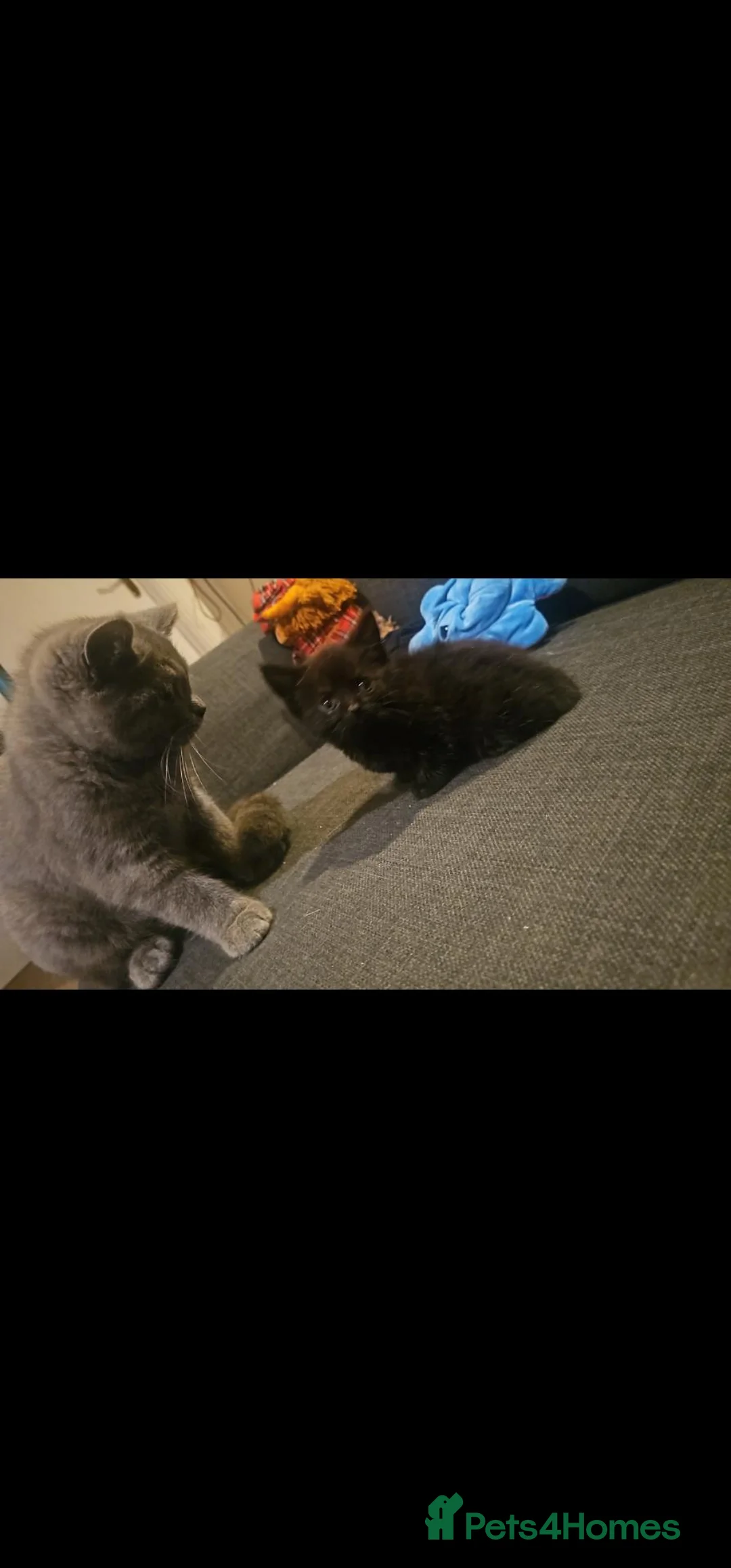 Mixed Breed cats for sale: Mother is shorthair father is mixed breed - Advert 2