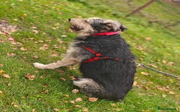 Mixed Breed dogs for adoption: 💙🐶 THEO 🐶💙 - Image 8
