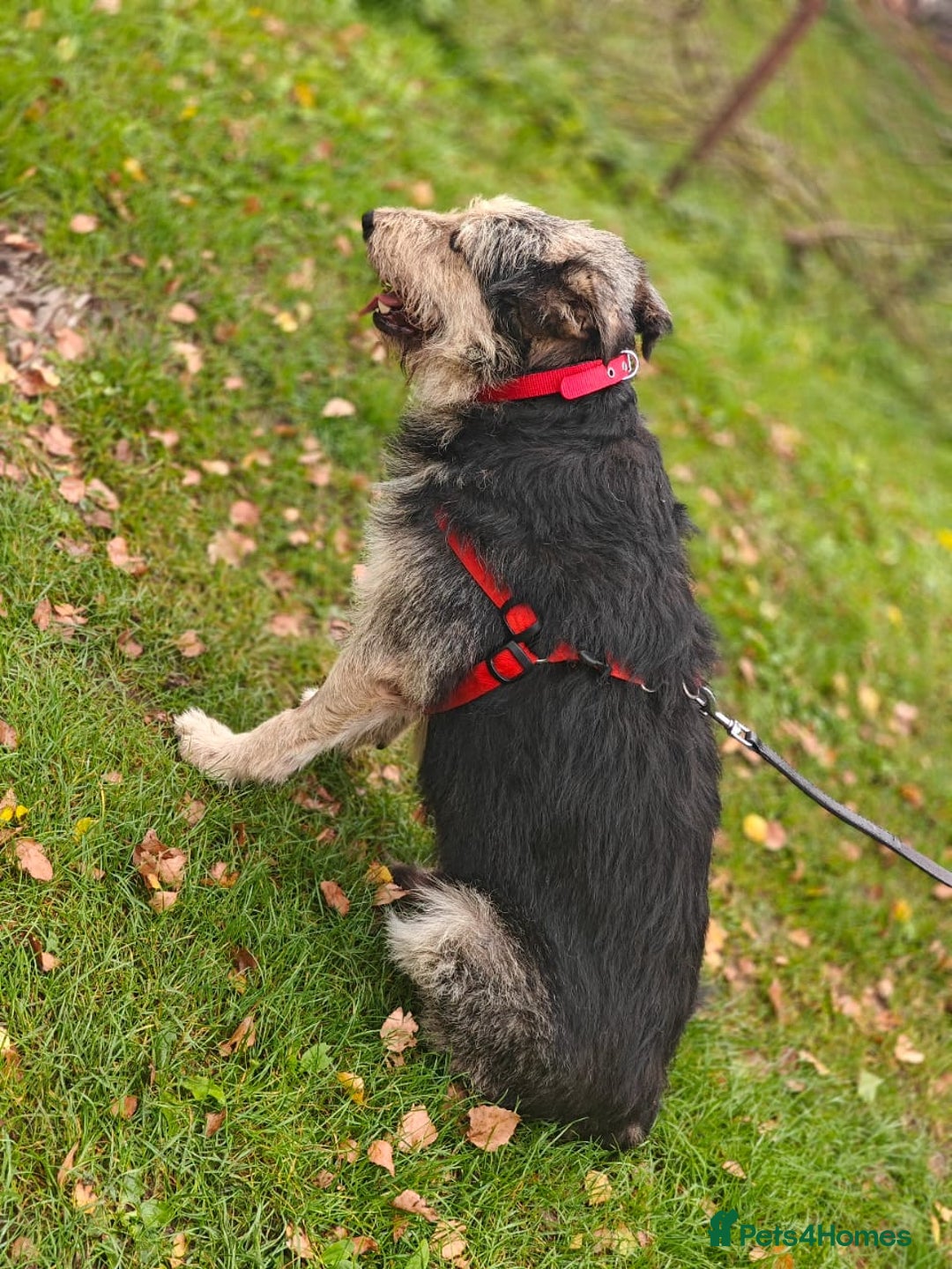 Mixed Breed dogs for adoption: 💙🐶 THEO 🐶💙 - Image 8