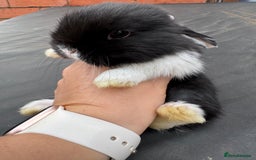 Mini Lop rabbits for sale: Pure bred mini lop baby bunnies. (Very friendly) - Image 9