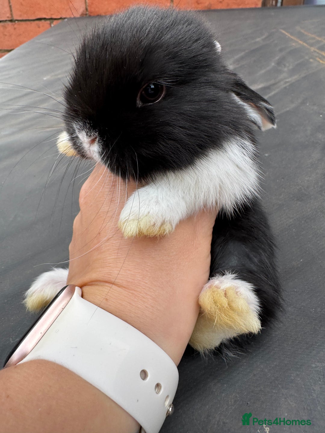 Mini Lop rabbits for sale: Pure bred mini lop baby bunnies. (Very friendly) - Image 9