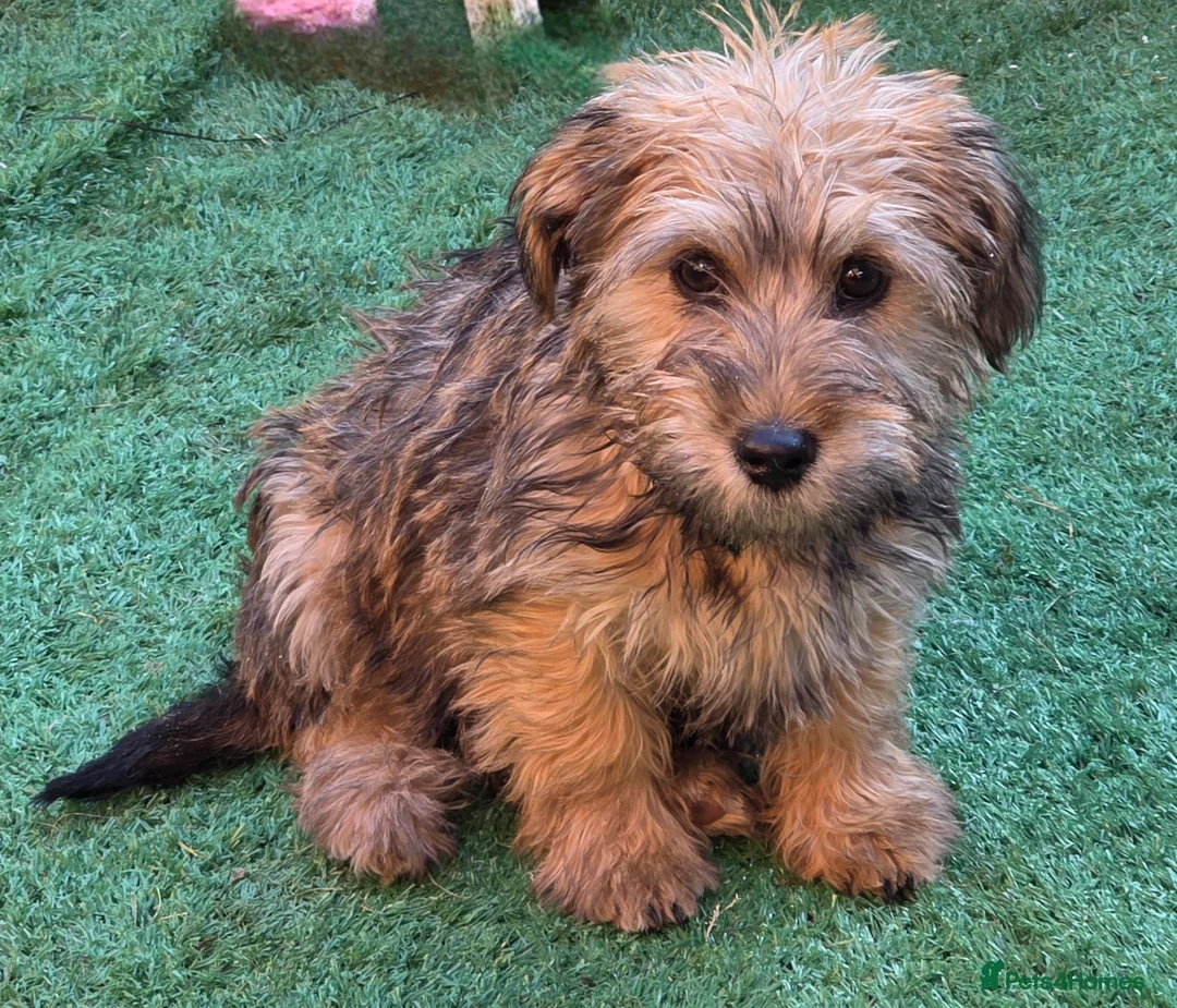 Shihpoo dogs for sale: Shihpoo female  - Advert 7