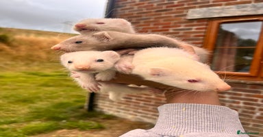 Ferret rodents - Advert 4