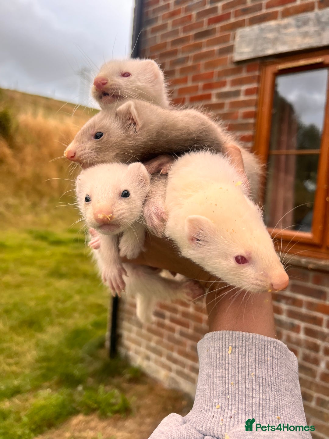 Ferret rodents for sale: Ferret Kits - Image 3