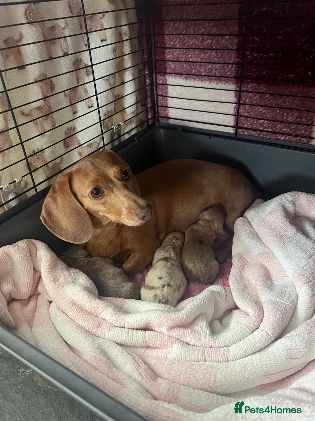 Miniature Dachshund dogs for sale: 1 Beautiful Kc reg Girl 💗 needs rehoming  - Advert 15