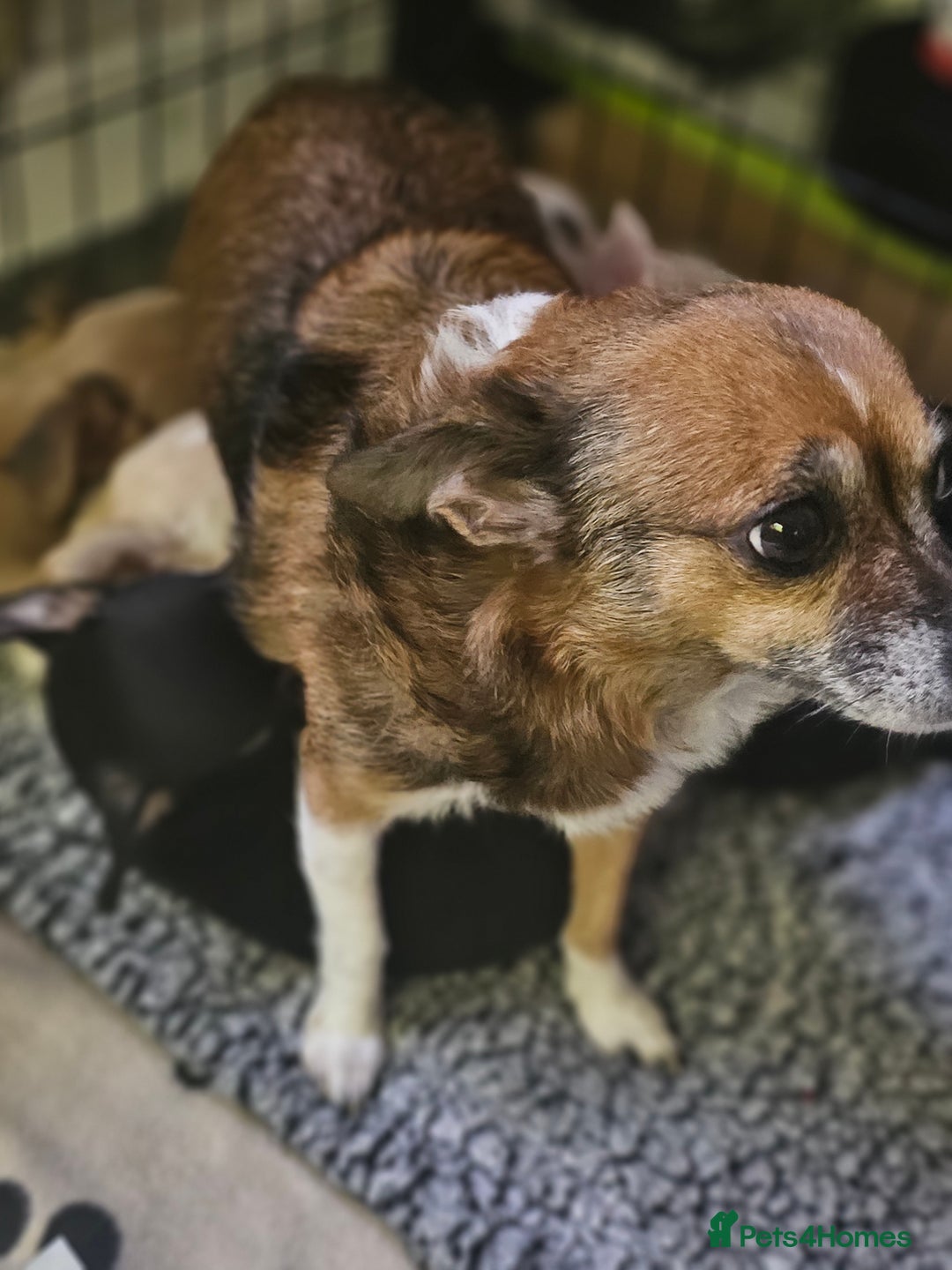 Chihuahua dogs for sale: Cute as a Button: Friendly Chihuahua Puppies - Image 7
