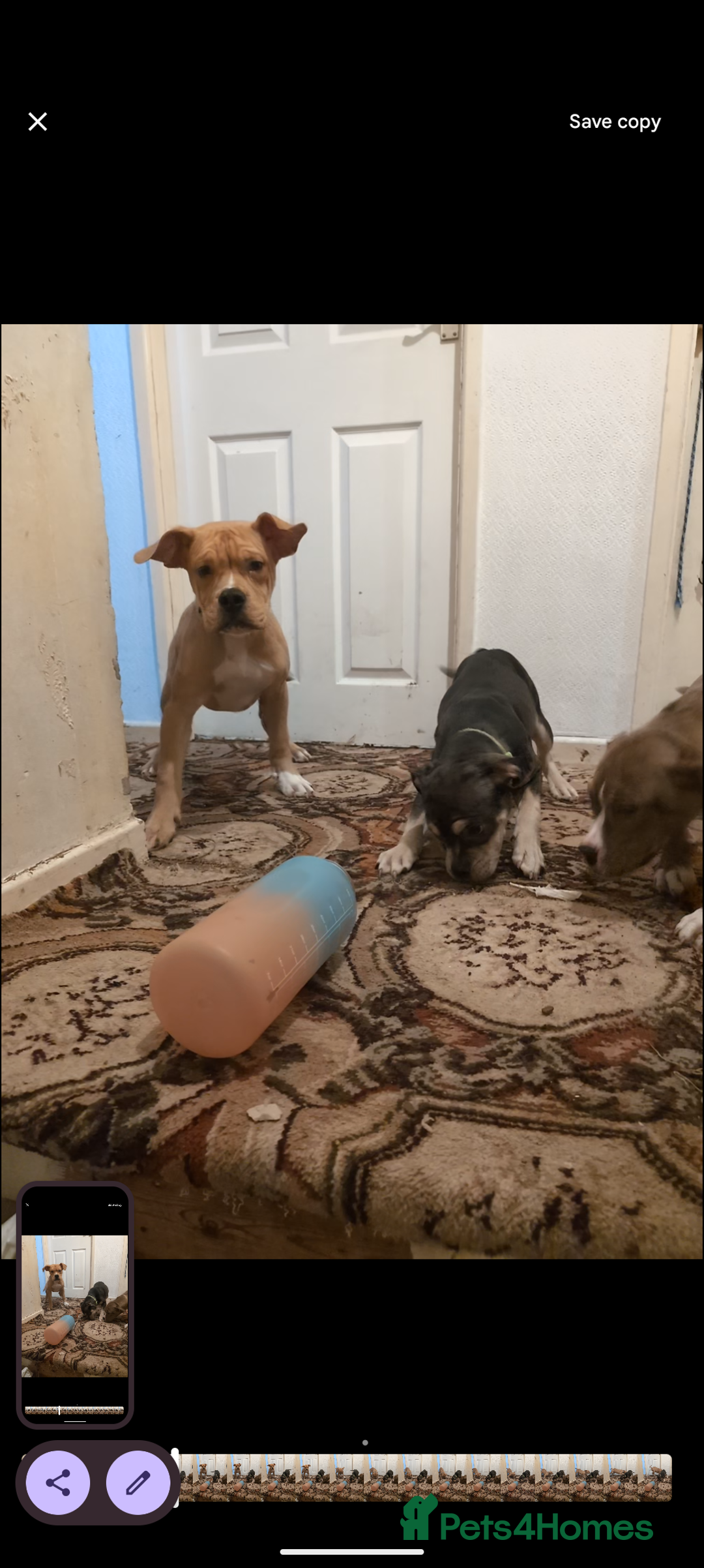 Olde English Bulldogge dogs for sale: Bruce, Hilda & Dakota offers welcome. - Advert 6