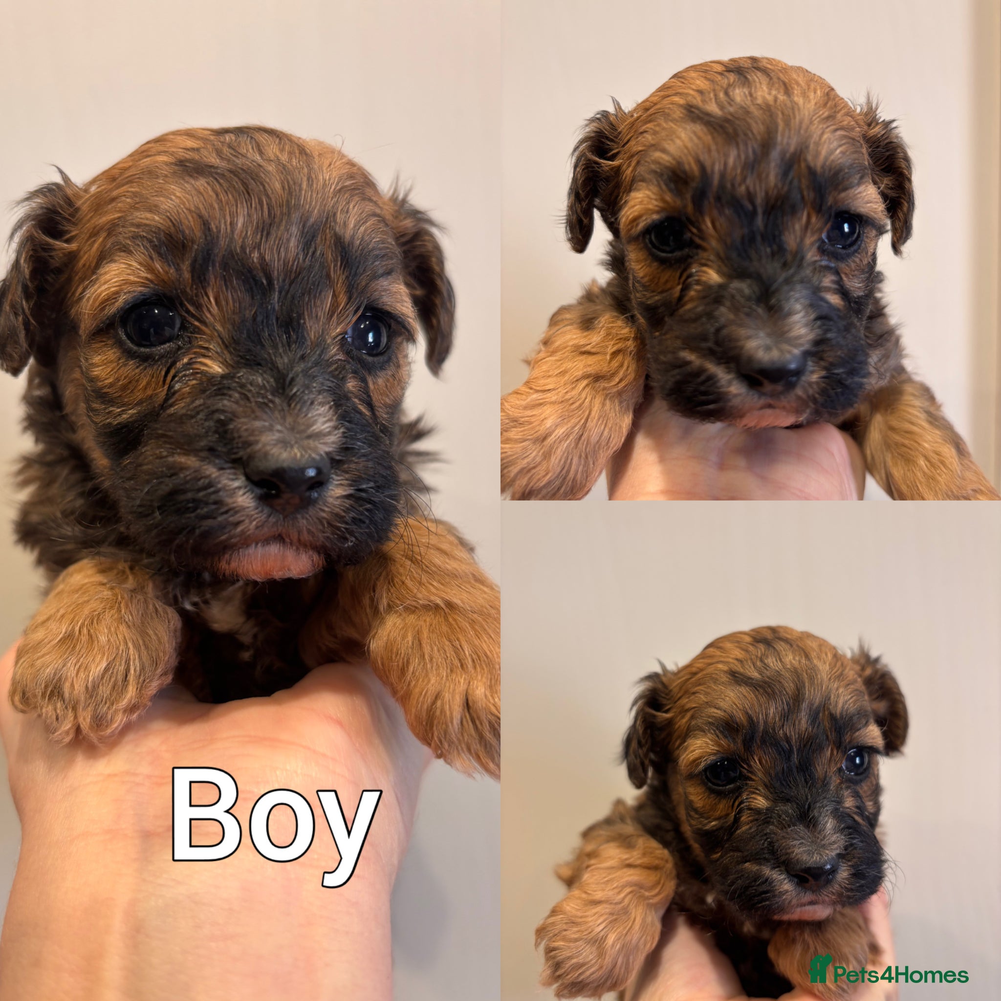 Maltipoo dogs Stunning F1 Fully Health Tested Maltipoo Babies - Advert 2