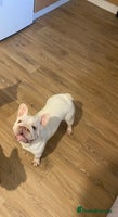 French Bulldog dogs Ivy Big R O P E 🧬 - Advert 5