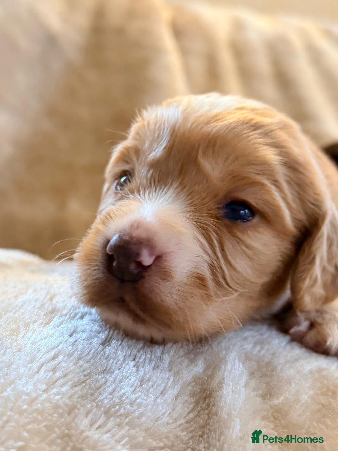 Cocker Spaniel dogs for sale: Gorgeous litter of working cocker spaniel puppies - Advert 14
