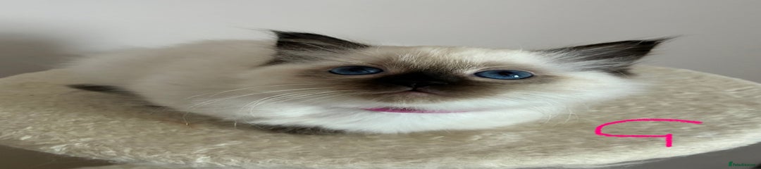 Ragdoll Kitten 5