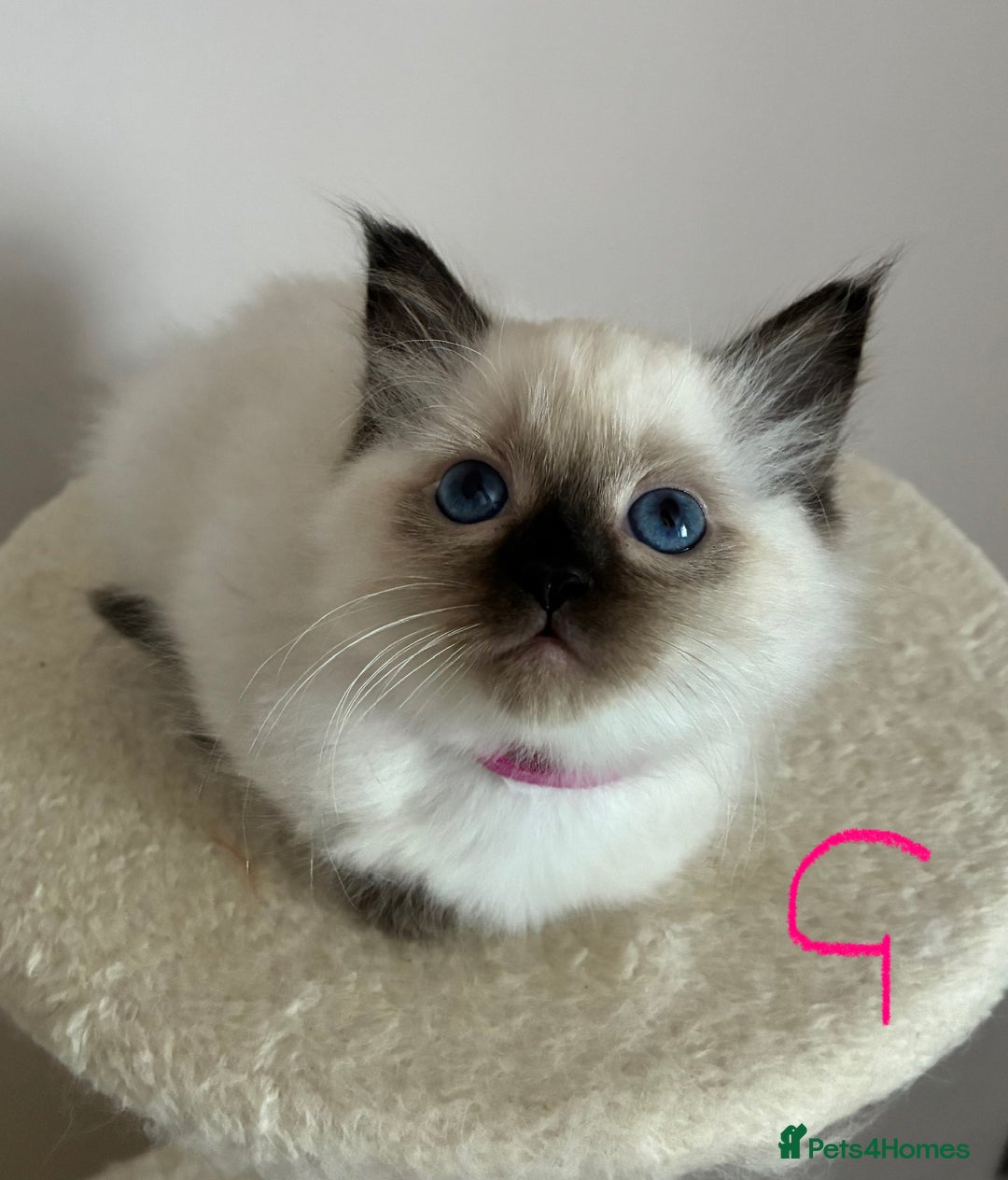 Ragdoll cats for sale: Pure Ragdoll Kittens *Ready for their new home* - Image 16