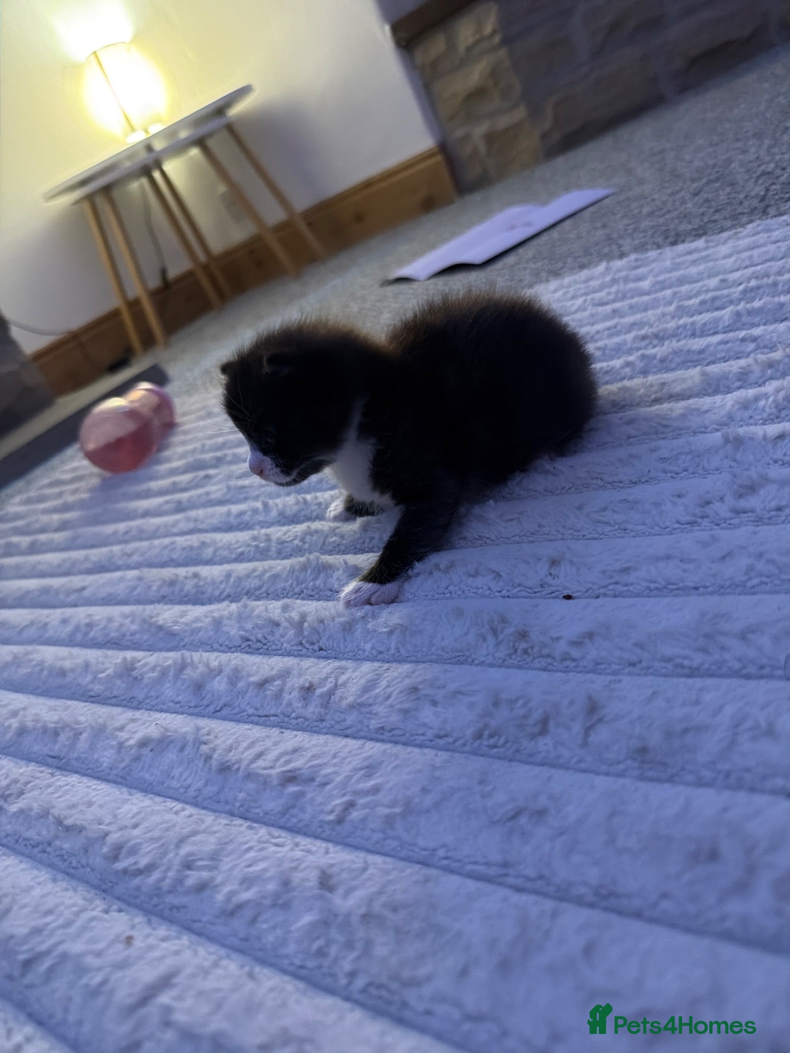Mixed Breed cats Male kitten - Advert 13