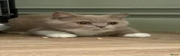 British Shorthair cats for sale: GCCF & TICA REG Fawn and white male - Advert 10