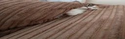 Mixed Breed cats for sale: Kittens for sale - Advert 12