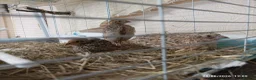 Quail poultry for sale: Coturnix Quail trio and group - Advert 8