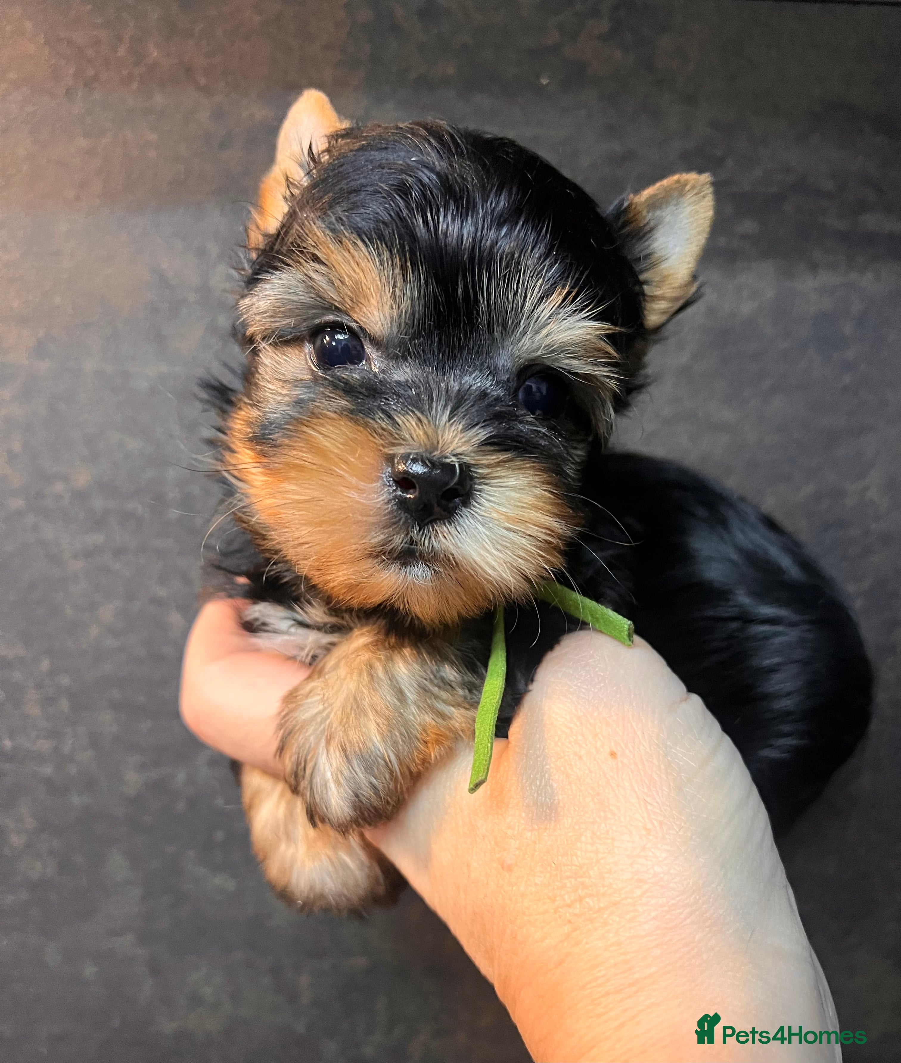 Yorkshire Terrier dogs ❣️Miniature Yorkshire Terriers Only 1 boy avitable - Advert 4