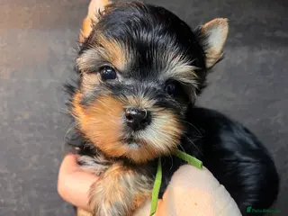 Yorkshire Terrier dogs ❣️Miniature Yorkshire Terriers Only 1 boy avitable - Advert 4