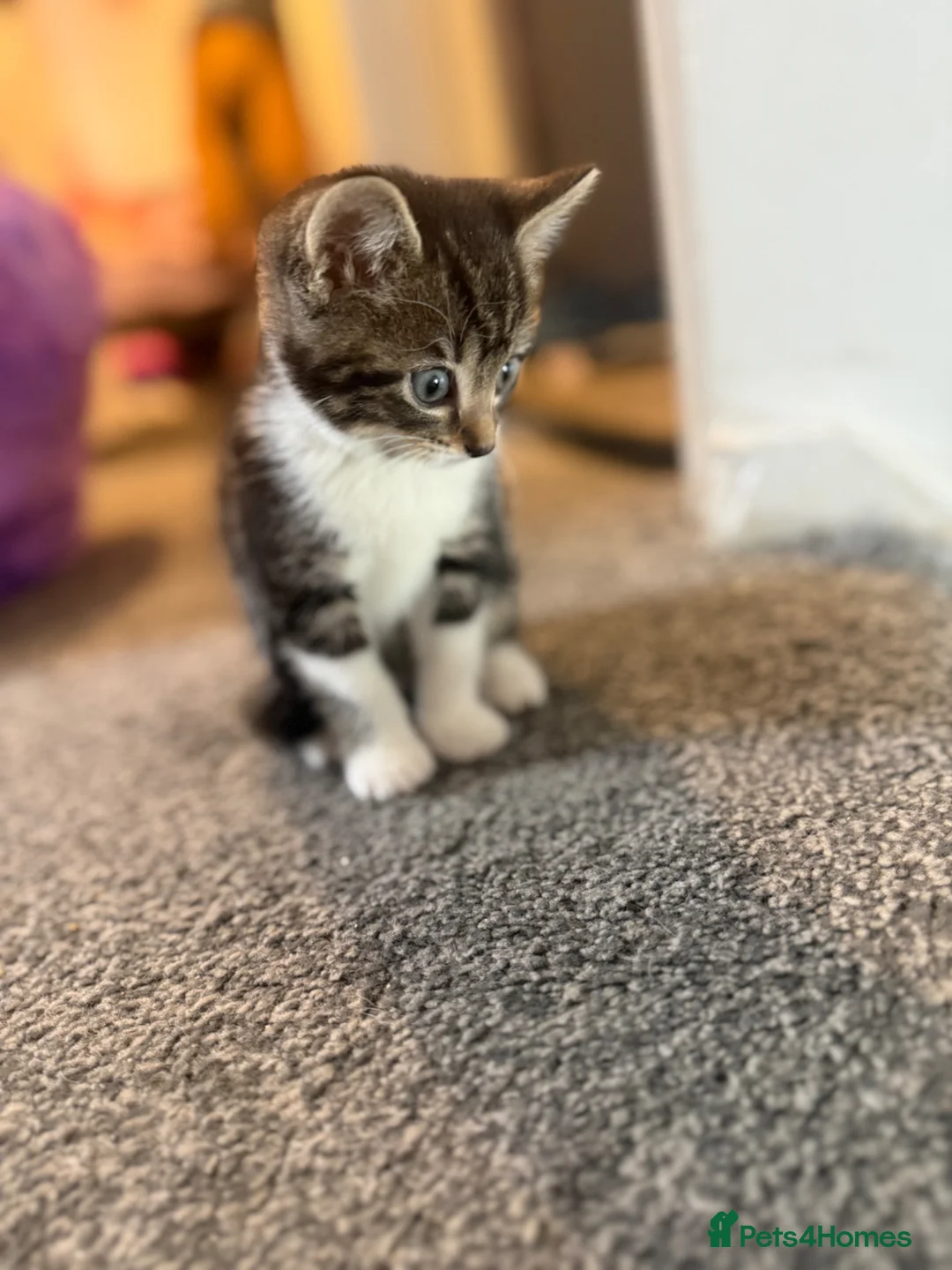 British Shorthair cats for sale: 3 Kittens for sale  in Havant - Advert 2