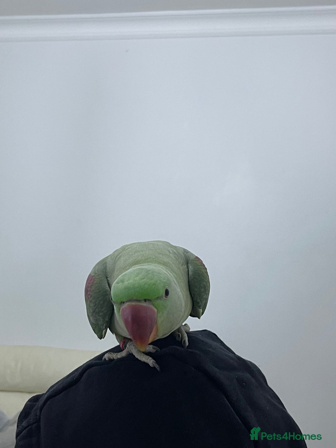 Parakeets birds for sale: Parakeet Alexandra parrot talks - Advert 4